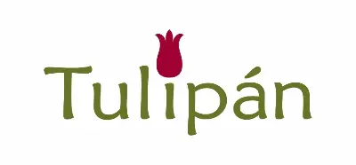 Tulipan